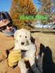Small Photo #9 Goldendoodle Puppy For Sale in CLARKSVILLE, TX, USA