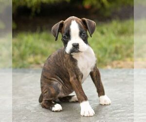 Boxer Puppy for sale in HONEY BROOK, PA, USA