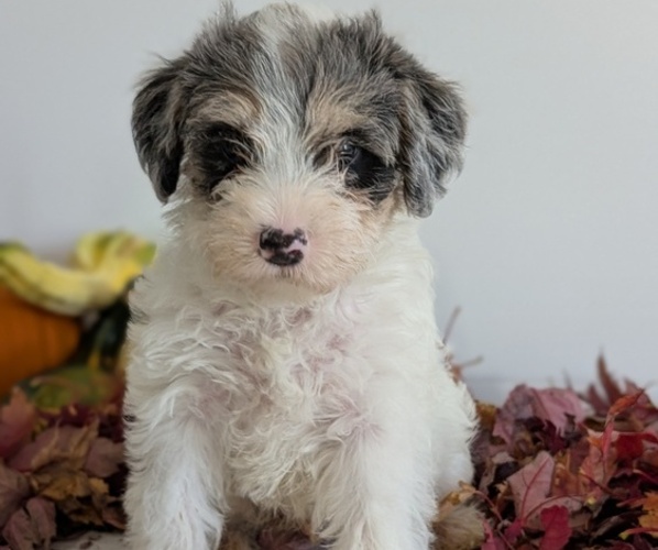 Medium Photo #4 Schnoodle (Miniature) Puppy For Sale in GOSHEN, IN, USA