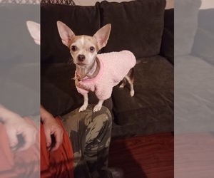 Chihuahua Puppy for sale in MCKEESPORT, PA, USA