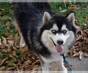 Pomsky Puppy for sale in SPRINGFIELD, MO, USA