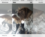 Small Photo #2 German Wirehaired Pointer Puppy For Sale in PARSONS, KS, USA