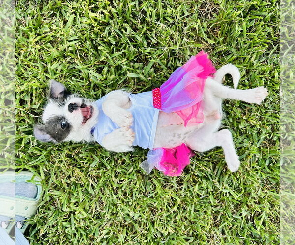 Medium Photo #2 Jack Russell Terrier-Unknown Mix Puppy For Sale in HOUSTON, TX, USA