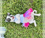 Small #1 Jack Russell Terrier Mix
