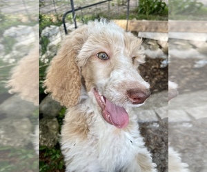 Poodle (Standard) Puppy for sale in LADY LAKE, FL, USA