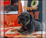 Small Photo #5 Bulldog Puppy For Sale in CYPRESS, TX, USA