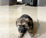 Small Photo #3 German Shepherd Dog Puppy For Sale in AUSTIN, IN, USA