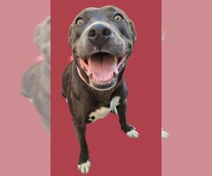 Mutt Dogs for adoption in Bakersfield, CA, USA