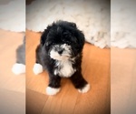 Image preview for Ad Listing. Nickname: Oreo