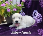 Puppy Abby Golden Retriever