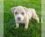 Puppy Hazel American Bully