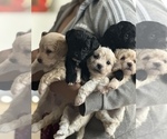 Small Photo #1 Maltipoo Puppy For Sale in STOCKTON, CA, USA