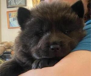 Chow Chow Puppy for sale in PITTSFIELD, NH, USA