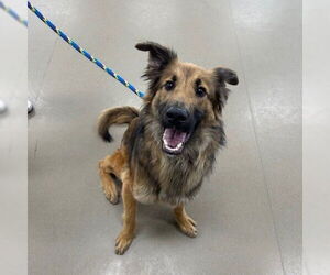 German Shepherd Dog Dogs for adoption in Cupertino, CA, USA