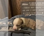 Small Photo #15 Welsh Cardigan Corgi Puppy For Sale in SUN PRAIRIE, WI, USA