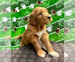 Small Photo #3 Goldendoodle Puppy For Sale in TOLEDO, OH, USA