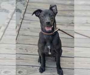 Elle - Female Mutt Dog for Adoption - Photo #25
