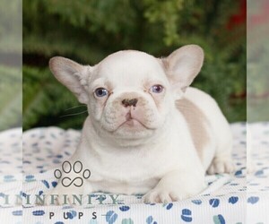 French Bulldog Puppy for sale in RONKS, PA, USA