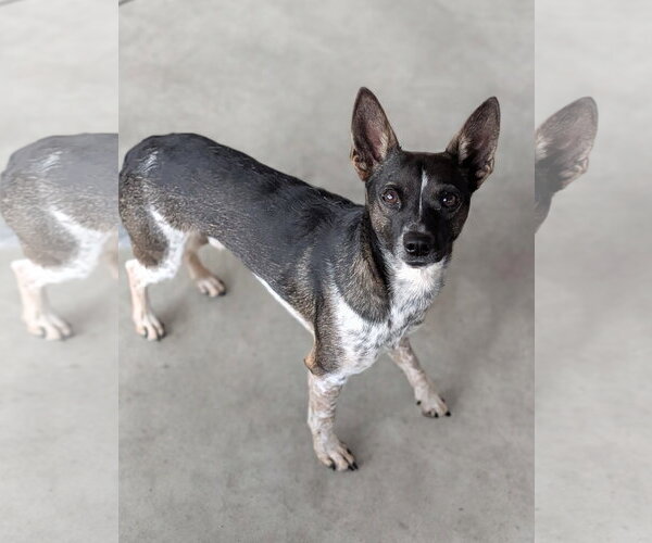 Medium Photo #2 Rat Terrier-Unknown Mix Puppy For Sale in Oakhurst, NJ, USA