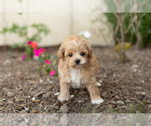 Medium Photo #1 Maltipoo Puppy For Sale in MILLERSBURG, IN, USA