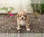 Small Photo #1 Maltipoo Puppy For Sale in MILLERSBURG, IN, USA