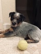 Small Photo #23 Australian Cattle Dog Puppy For Sale in PAHRUMP, NV, USA