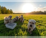 Small #27 Golden Labrador