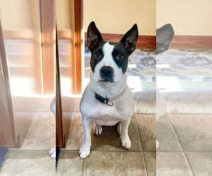 American Pit Bull Terrier-Unknown Mix Dogs for adoption in Staten Island, NY, USA