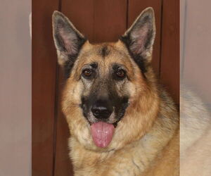 German Shepherd Dog-Unknown Mix Dogs for adoption in Oakland Park, FL, USA