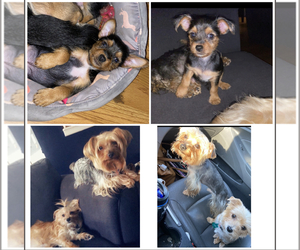 Yorkshire Terrier Puppy for sale in HOPE MILLS, NC, USA