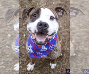 Rocky (the Brindle) - Male Mutt Dog for Adoption - Photo #11