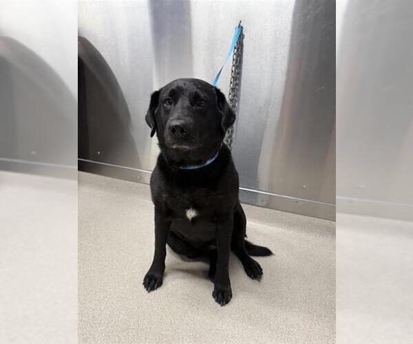 Medium Photo #1 Labrador Retriever Puppy For Sale in Fairbanks, AK, USA