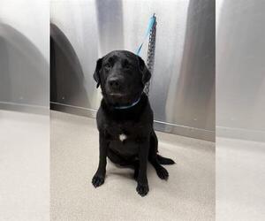 Medium Labrador Retriever