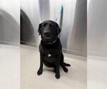 Small Labrador Retriever