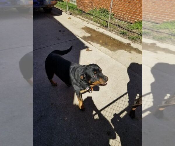 Medium Photo #3 Rottweiler Puppy For Sale in DETROIT, MI, USA