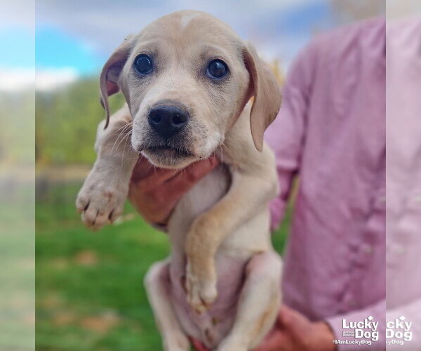 Medium Photo #4 Labrador Retriever-Unknown Mix Puppy For Sale in Washington, DC, USA