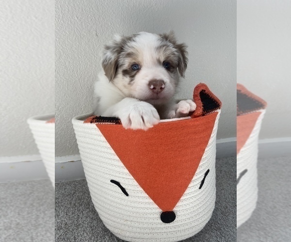 Medium Photo #6 Border Collie Puppy For Sale in EVERETT, WA, USA
