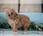 Small Photo #15 Poodle (Miniature)-ShihPoo Mix Puppy For Sale in SUGARCREEK, OH, USA