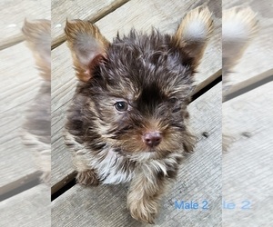 Yorkshire Terrier Puppy for sale in CONKLIN, NY, USA