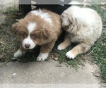 Small Photo #12 Australian Shepherd Puppy For Sale in COLESVILLE, MD, USA