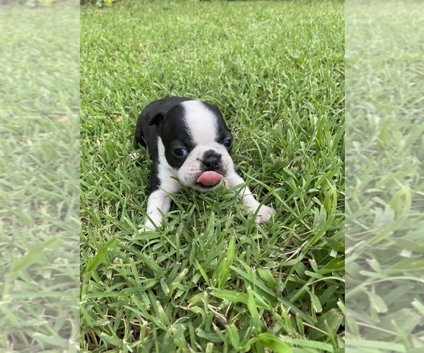 Medium Photo #7 Boston Terrier Puppy For Sale in FREDONIA, KS, USA