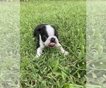 Small #6 Boston Terrier