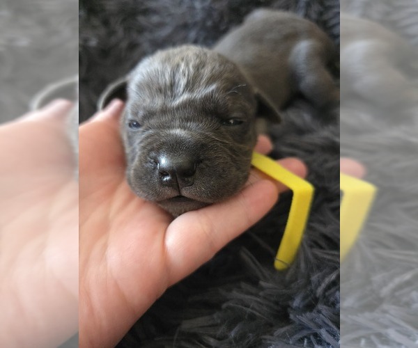 Medium Photo #2 Cane Corso Puppy For Sale in HENRY, VA, USA