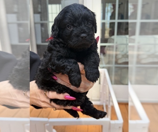 Medium Photo #2 French Bulldog-Poodle (Miniature) Mix Puppy For Sale in BERLIN, MD, USA