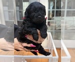 Small #1 French Bulldog-Poodle (Miniature) Mix