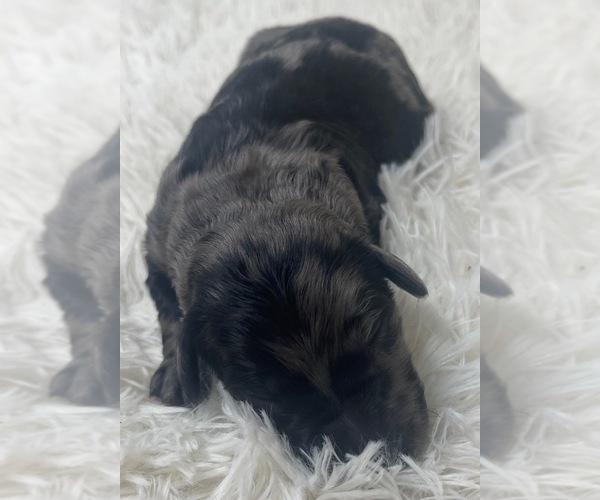 Medium Photo #27 Goldendoodle Puppy For Sale in PIERSON, FL, USA