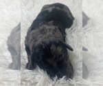 Small Photo #27 Goldendoodle Puppy For Sale in PIERSON, FL, USA