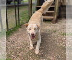 Small #2 Golden Retriever Mix