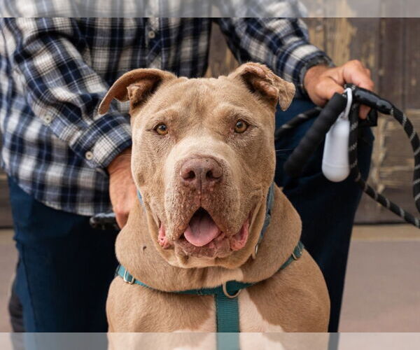 Medium Photo #1 American Staffordshire Terrier-Unknown Mix Puppy For Sale in Lake Forest, CA, USA