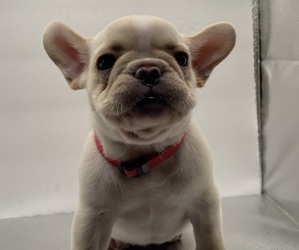 Medium French Bulldog